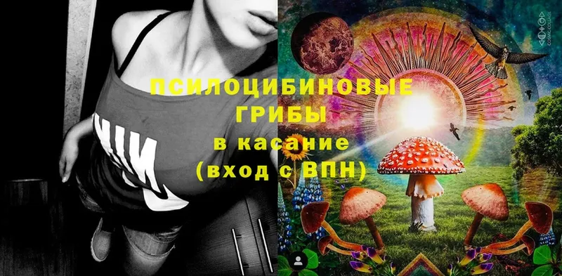 закладки  Менделеевск  Галлюциногенные грибы Psilocybe 